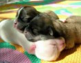 /album/fotos-divers/fotos-graciosas-animales-4-jpg/