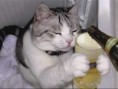 /album/fotos-divers/imagenes-risa-gato-divertidas-7-jpg/